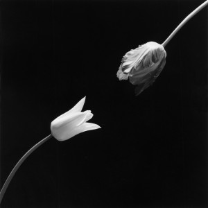 ロバート・メイプルソープ「チューリップ」1984 年© Robert Mapplethorpe Foundation. Used by permission.