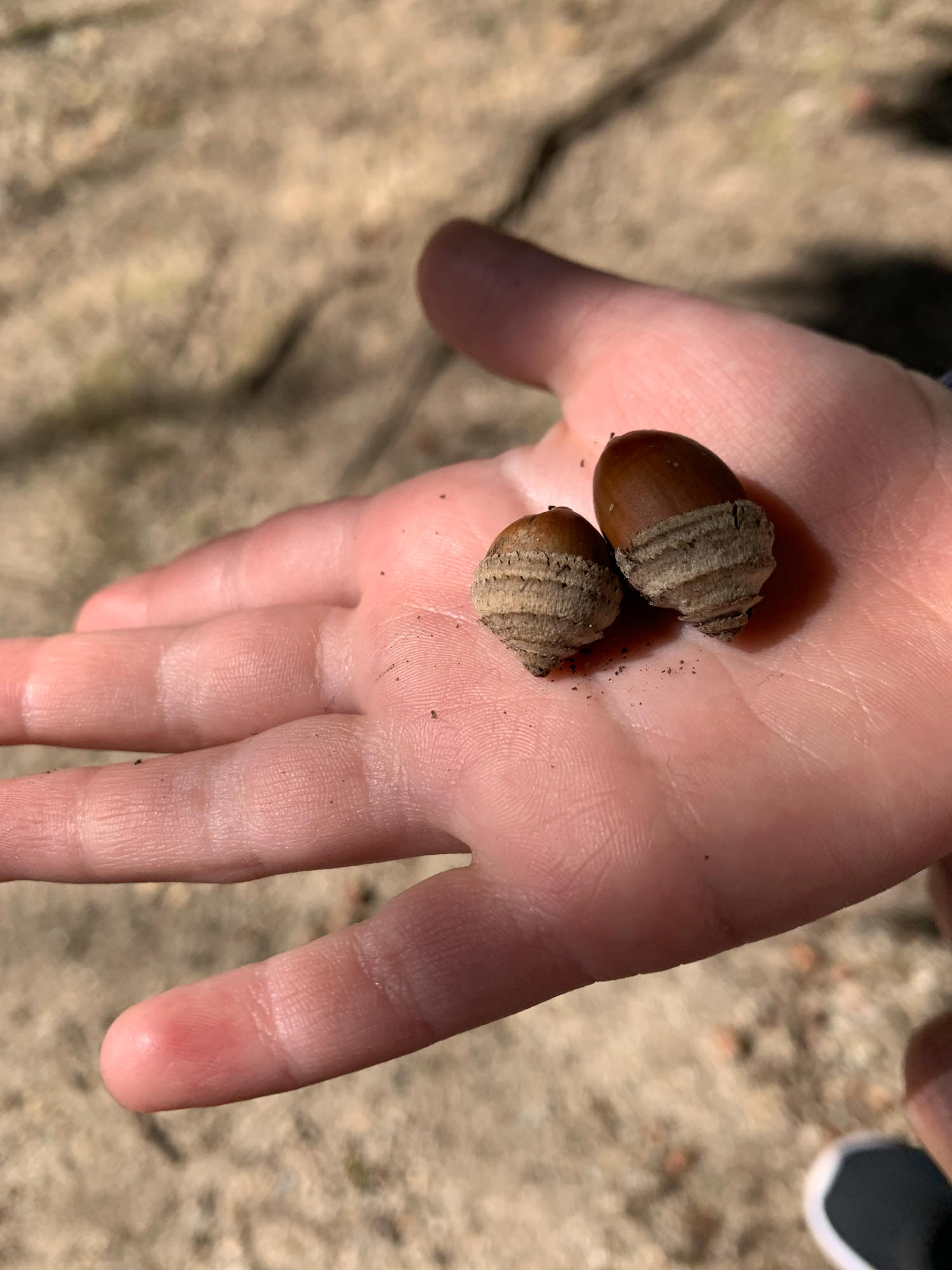 Winner - Petit Bateau Photo contest: "Striped Hide and Seek."<br />
The Striped Hats of the Acorn Siblings |Hana Hirayama (Age 7)