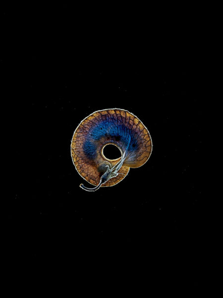 © Thierry Ardouin / Tendance Floue / MNHN