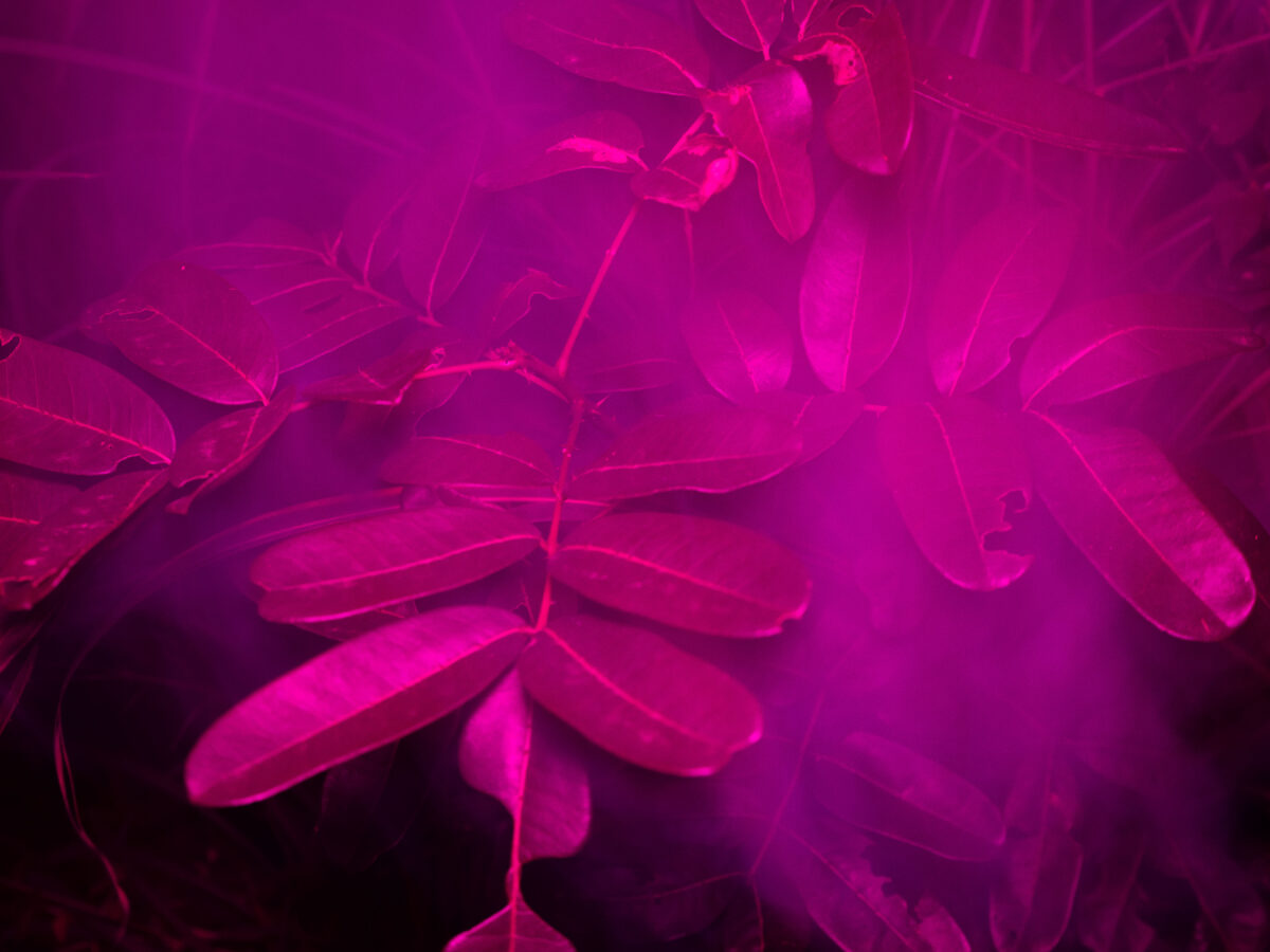 Juliette Agnel / courtesy Galerie Clémentine de la Féronnière & Photo Days